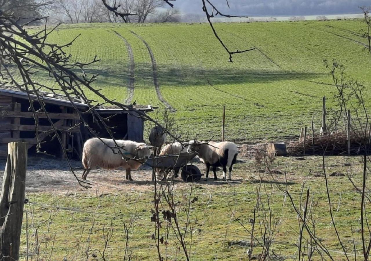 Exklusive Naturoase Direkt Am Ars Natura Wanderweg Mit Panoramablick Auf Melsungen Exteriör bild